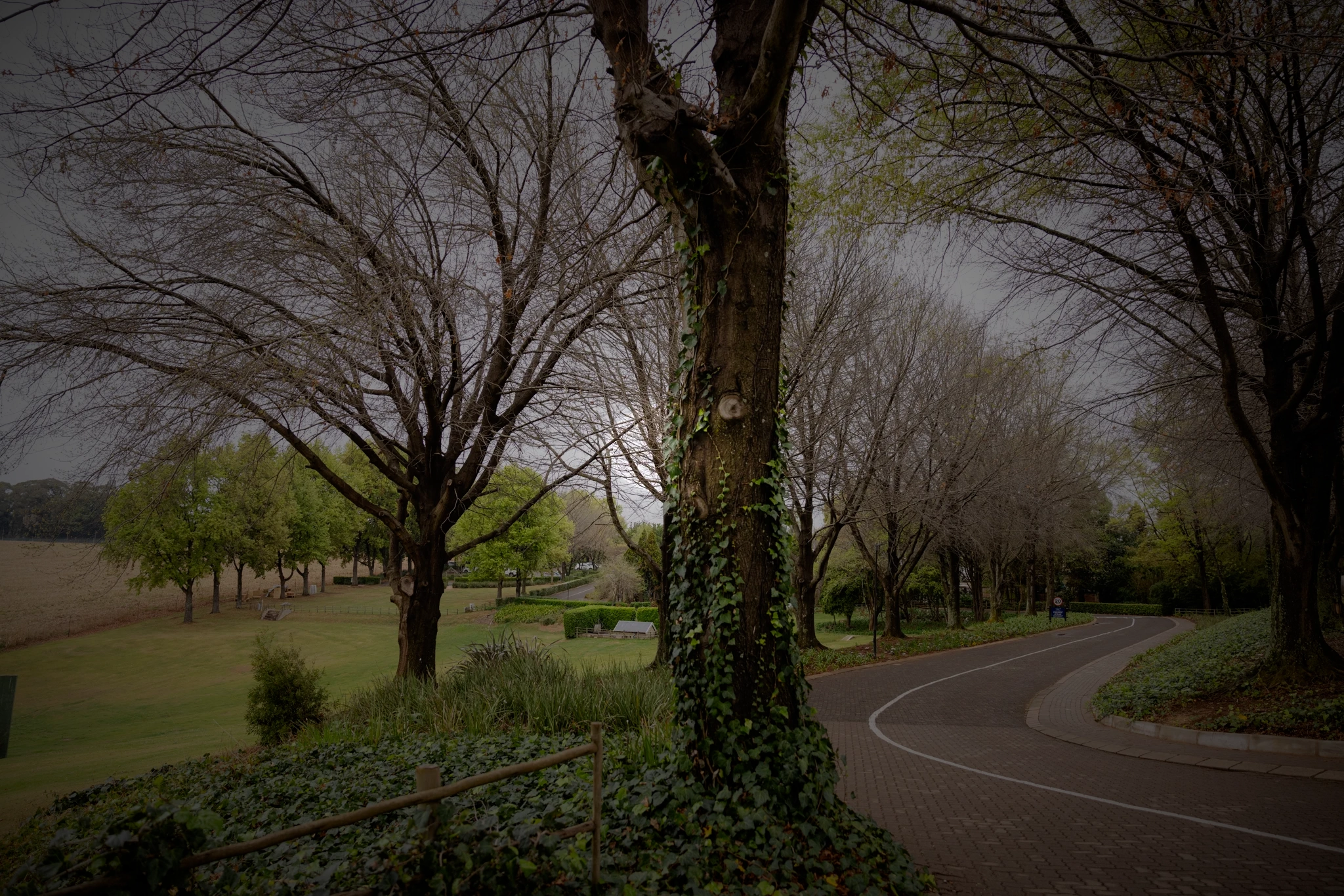 A tree-lined road winding through the green grounds of a golf estate
